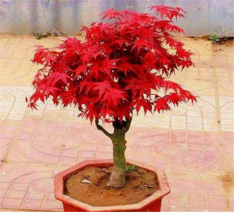 ​如何把盆栽红枫打造成精美盆景？做好这6点，叶子火红，枝条优雅