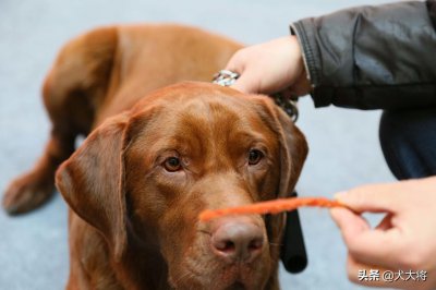 ​猛犬大对决，国产狼犬三杰，昆明狼青莱州红犬和德国牧羊犬