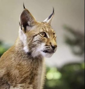 ​帕杰罗：一只神秘独行的山猫