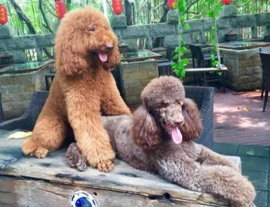 ​百变之王-贵宾犬的不同造型，你最喜欢哪一种？