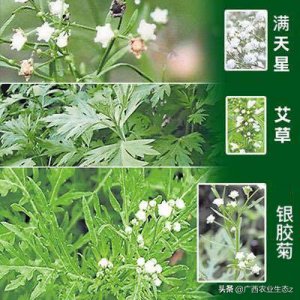 ​农村这种“假艾草”，开花像满天星，却含有毒性，千万不要认错了