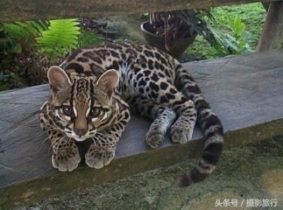 ​长着一双无辜大眼的长尾虎猫，这看起来明明就是一只小老虎嘛