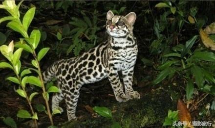 长着一双无辜大眼的长尾虎猫，这看起来明明就是一只小老虎嘛