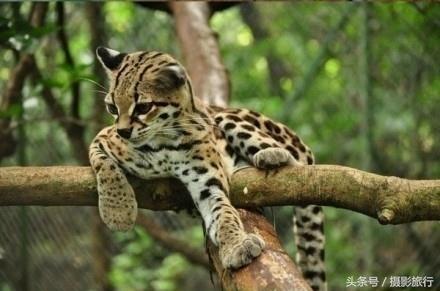 长着一双无辜大眼的长尾虎猫，这看起来明明就是一只小老虎嘛
