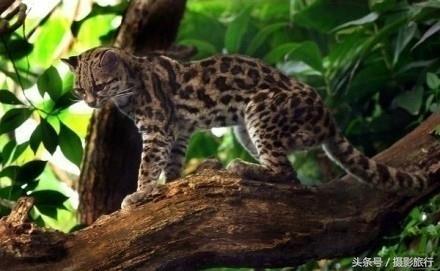 长着一双无辜大眼的长尾虎猫，这看起来明明就是一只小老虎嘛
