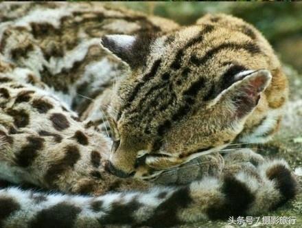 长着一双无辜大眼的长尾虎猫，这看起来明明就是一只小老虎嘛