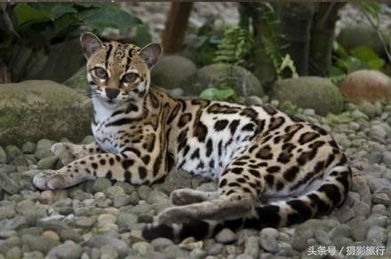长着一双无辜大眼的长尾虎猫，这看起来明明就是一只小老虎嘛