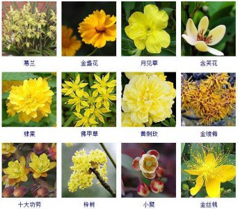 ​来认识下这60种开黄颜色花的观花植物，谁说只有红花美？！