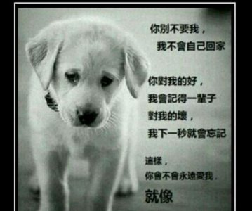 ​实用，教你识别狗贩子套路，拒绝伤害