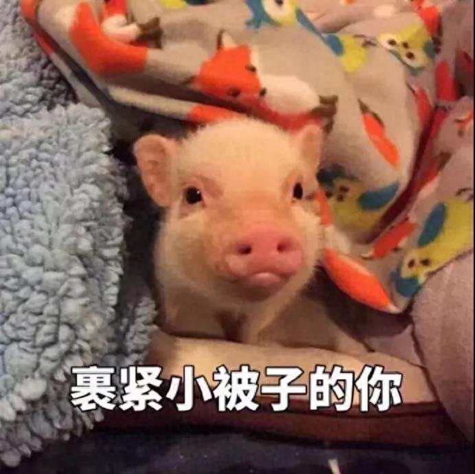 猪年专用猪猪头像