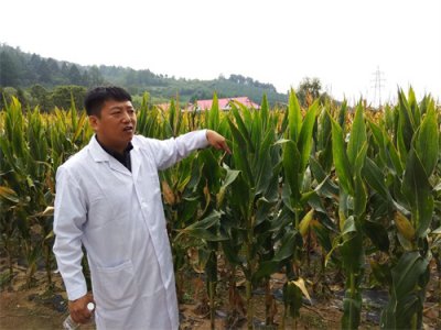 ​“铁杆玉米王”八级大风刮不倒 丹东一种业公司育种领先全国