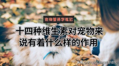 ​你不知道的宠物营养学（十四种维生素对于宠物来说有什么作用）