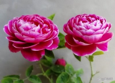 ​公认难养的“十大月季”，我劝你别买，越养越心累！