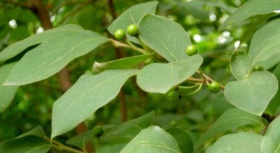 ​新化冷水江本地调味品：山胡椒油，两滴就让你的菜芳香四溢！