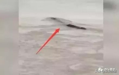 ​网传三峡坝区出现巨型神秘生物“三峡水怪”，真相揭晓！