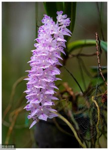 ​多花指甲兰的简单养法