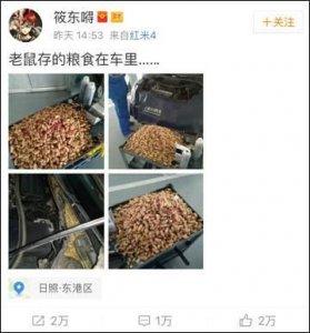 ​成精了？老鼠存花生被发现 车主晒图没想到网友们评论竟然……