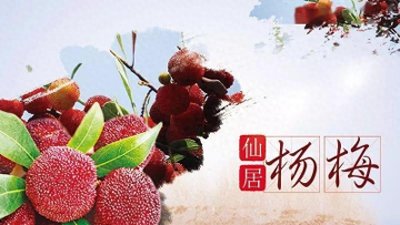 ​中国十大杨梅之乡，浙江仙居何以拔得头筹？
