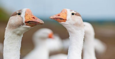 ​一亩大棚养鹅多少只？其利润如何？