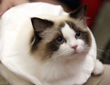 ​养猫经验：猫感冒怎么处理