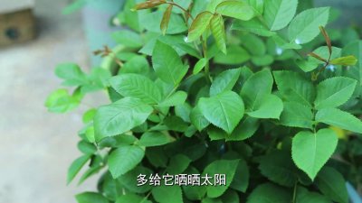 ​月季遇到白粉病，克服好这三大“难题”，才能彻底解决