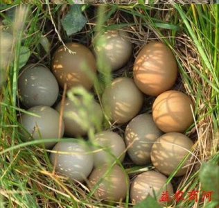 ​温泉七彩山鸡蛋