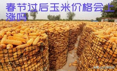 ​春节过后玉米会涨价吗