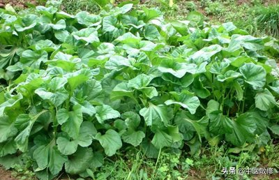 ​民间仙草 冬葵