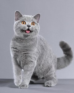 ​最可爱的猫咪排行榜：最可爱的猫咪品种前十名