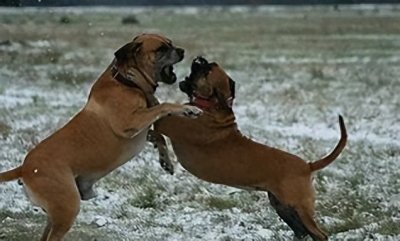 ​世界十大猛犬战斗力排名（附真实事件+星级评分）