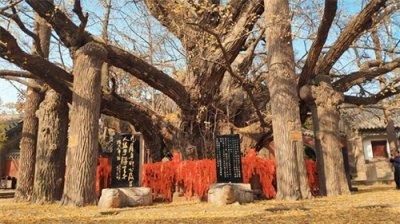 ​山东省内十大银杏树排名！这 10 棵各有千秋，瞧瞧有没有你喜欢的！